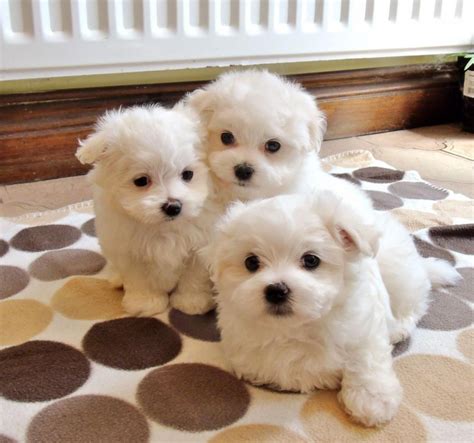 maltese puppies for sale orlando florida|More.